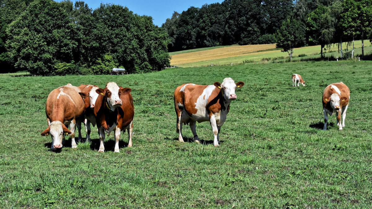 Agro: Subsidie voor verduurzaming veehouderij: voorwaarden en mogelijkheden